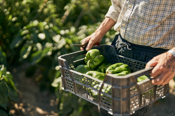 Old man carry up a container of freshly picked green peppers from a community vegetable garden at a local farm