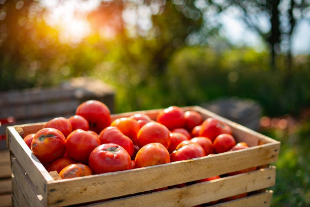 Red tomatoes in the wood box under the sunlight in the morning show a freshness of fruit and vegetable in the tomato farm and beautiful bright green meadow.