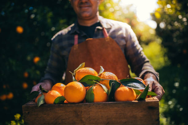 Close-up of farmer holding wooden basket with heap of fresh ripe oranges from field harvest